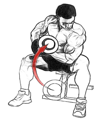 http://www.musculation.tn/wp-content/uploads/2013/01/curl-concentr%C3%A9-assis.jpg